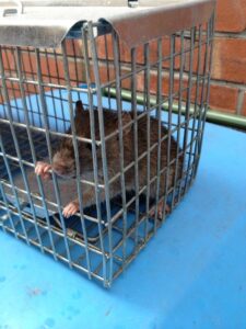 Caged Rat