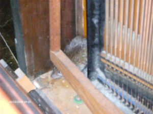 Rat In A Piano
