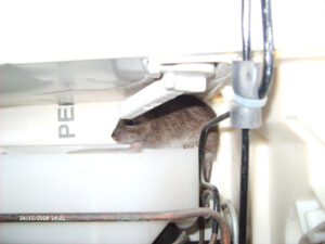 Fridge Rat