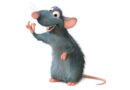 The One About…Rats
